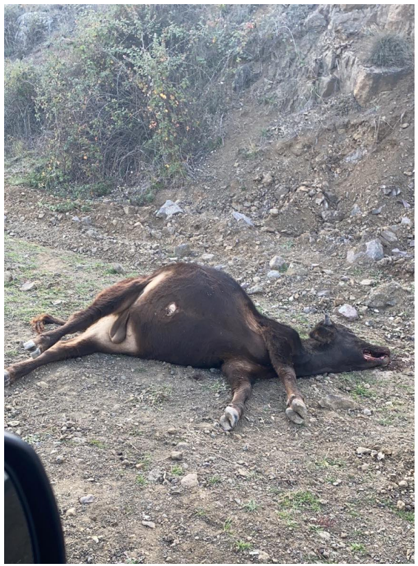 Livestock killed as a result of white phosphorus incendiary attacks by Azerbaijan on Armenian controlled Nagorno-Karabakh 